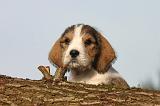 PTIT BASSET GRIFFON V.  063